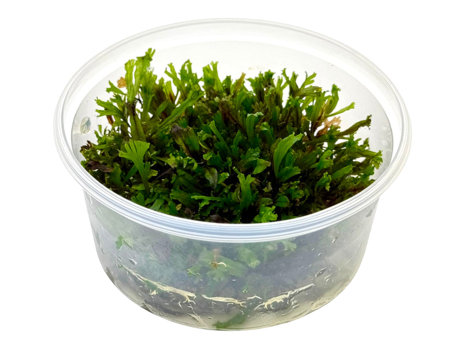 Microsorum pteropus ‘Windeløv’ In-Vitro 8,5cm Becher