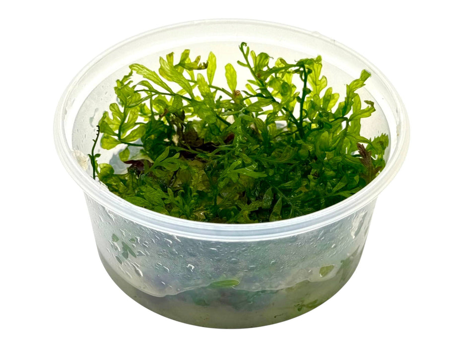 Bolbitis heudelotii In-Vitro 8,5cm Becher