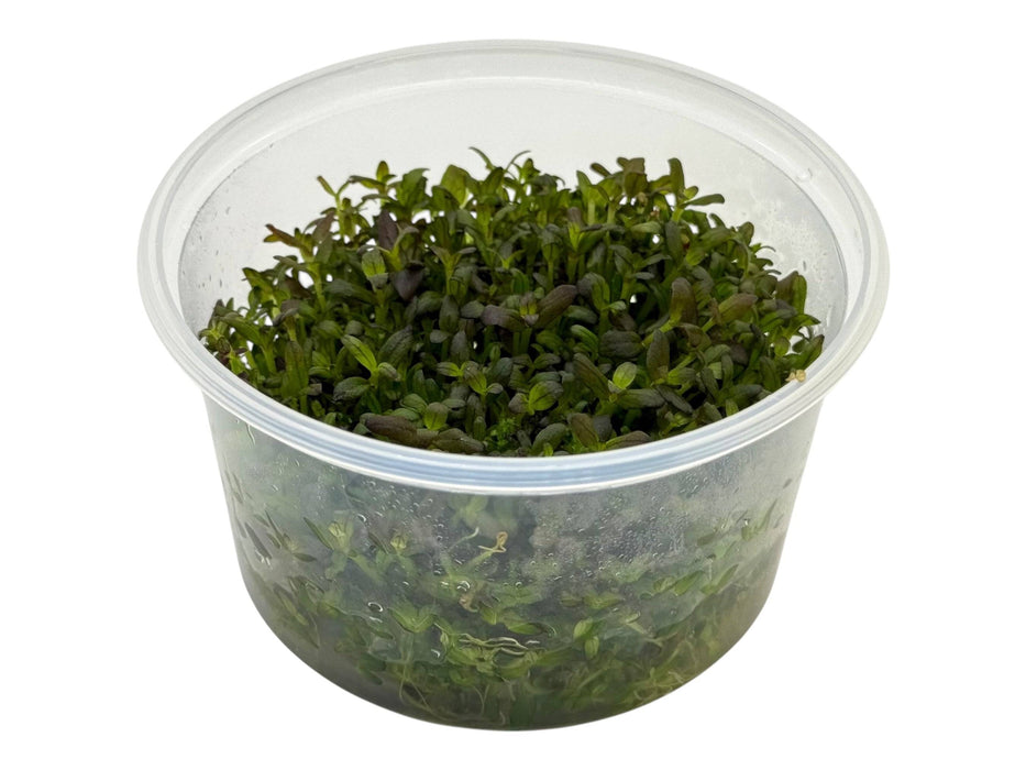 Bacopa salzmanii In-Vitro 8,5cm Becher