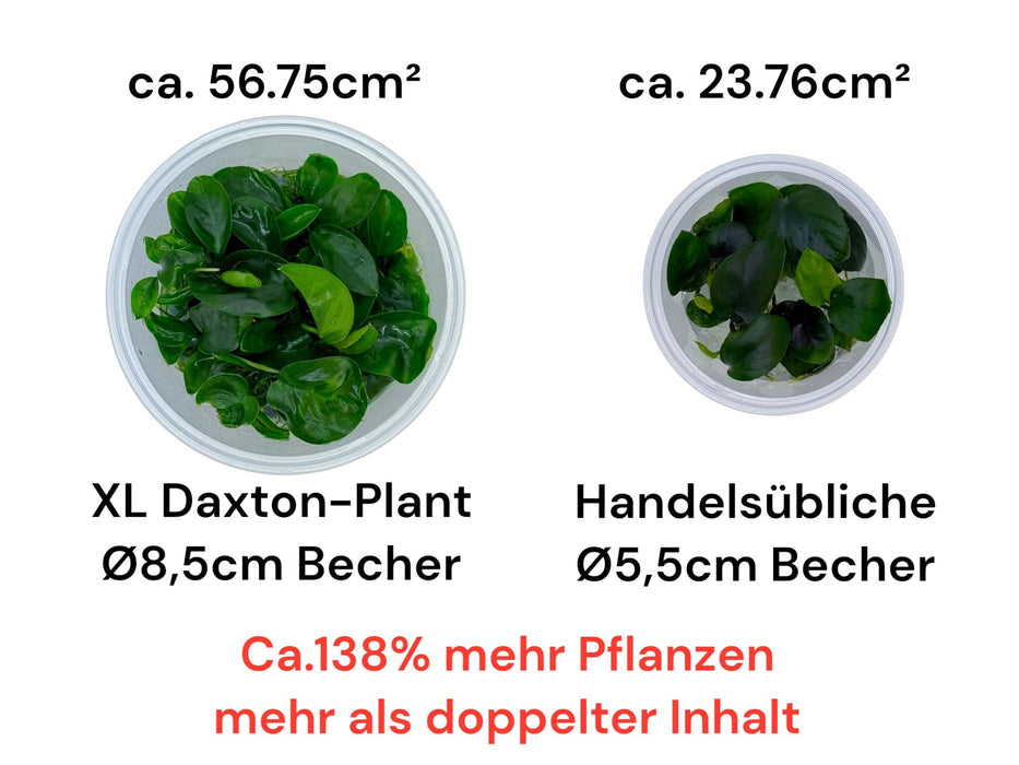 Anubias barteri var. ‘Glabra Small’ In-Vitro 8,5cm Becher